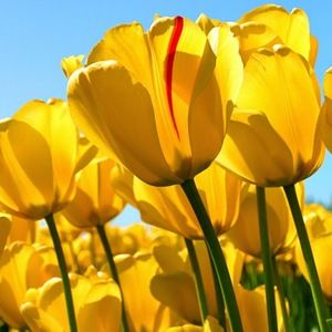 Meet your Posher, Geraldine